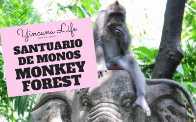 El Santuario de monos de Bali «Monkey Forest» Ubud