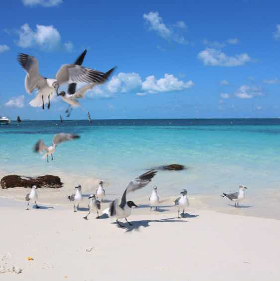 playa tortugas una de las mejores playas publicas de cancun